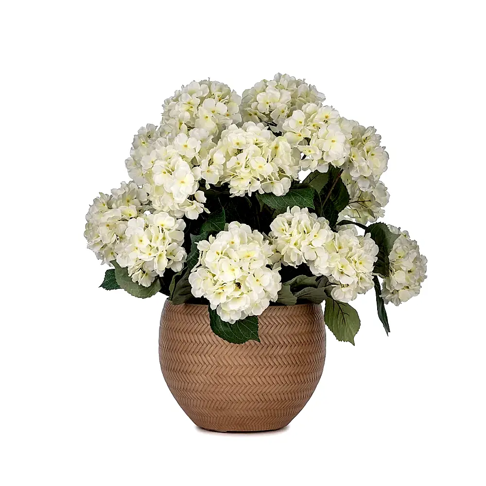 Beton Saksıda Krem Ortanca Aranjman (53 CM) Beton Saksıda Krem Ortanca Aranjman (53 CM)