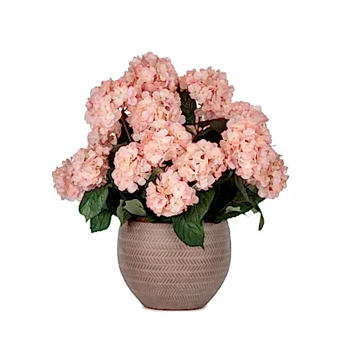 Beton Saksıda Pembe Ortanca Aranjman (53 CM)