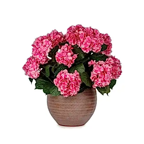 Beton Saksıda Mauve Ortanca Aranjman (53 CM)